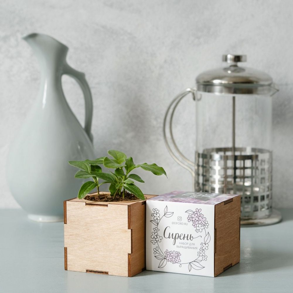 Набор для выращивания «Экокуб Lite», сирень — изображение 3