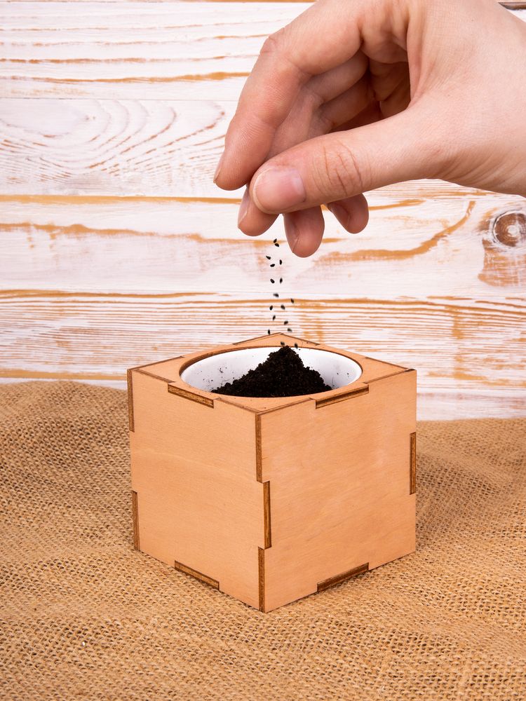 Набор для выращивания «Экокуб Lite», лаванда — изображение 11