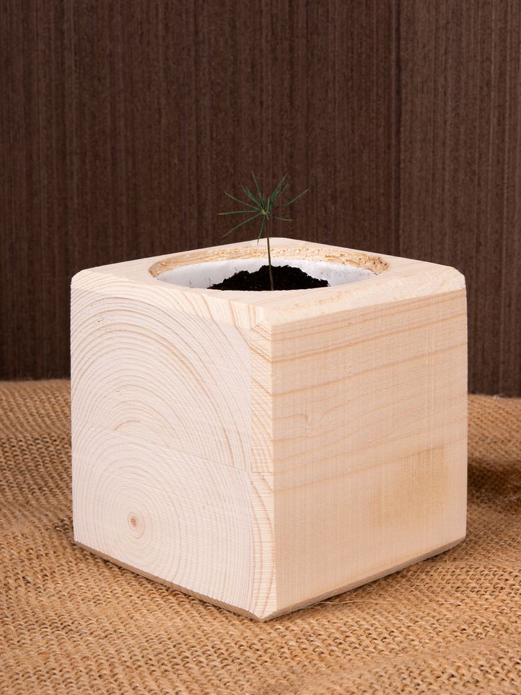 Набор для выращивания «Экокуб», сосна — изображение 9