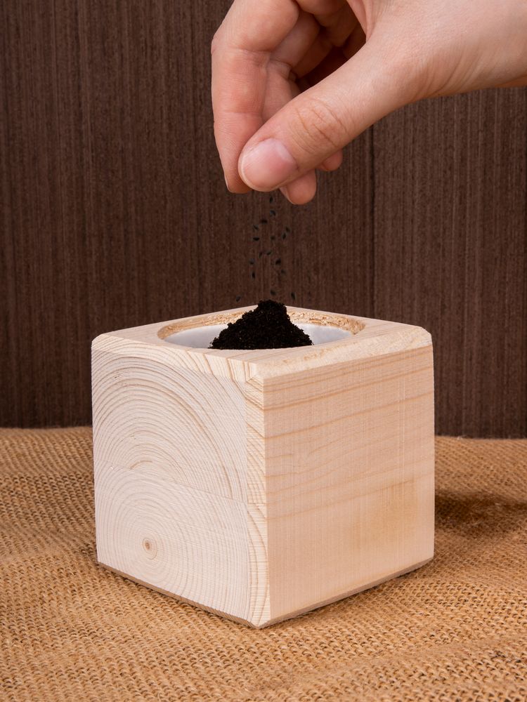 Набор для выращивания «Экокуб», сосна — изображение 8